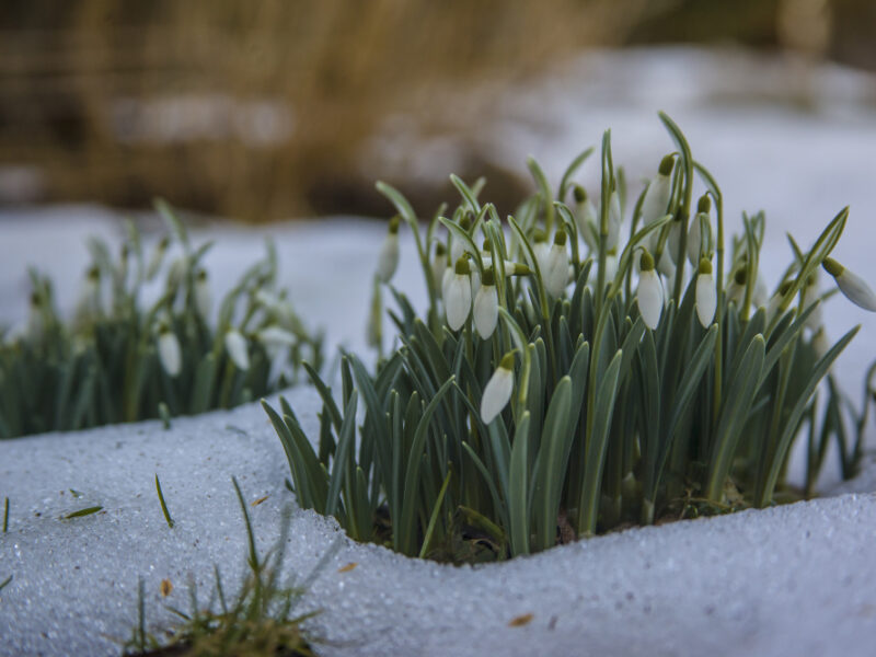 Cute White Snowdrop Flowers Snowy Ground Start Spring