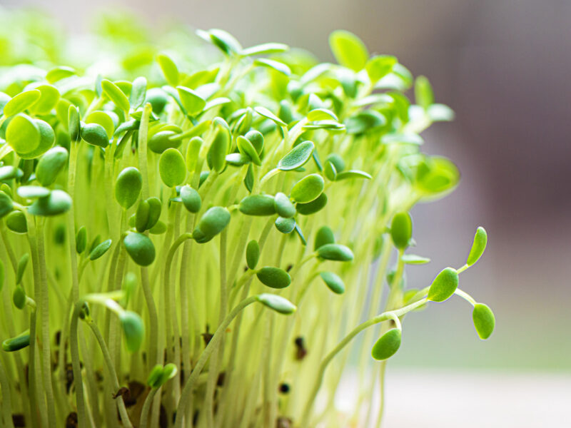 Closeup Sprouted Arugula Grow Wet Linen Mat