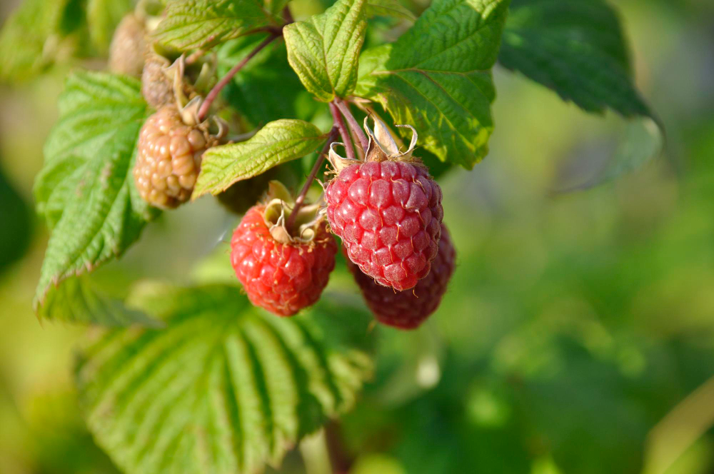 raspberries-garden-brittany