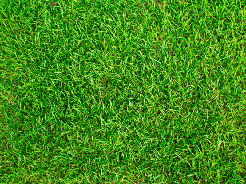 Texture Grass Field