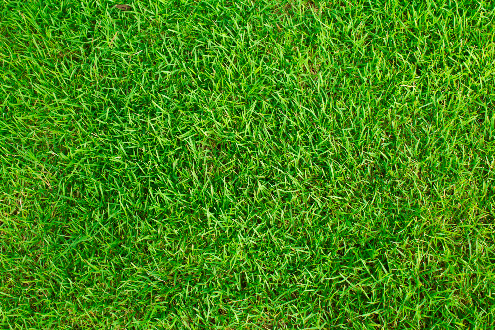 Texture Grass Field