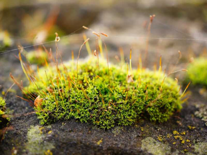 Soft Focus Patch Moss With Strings Web Rock