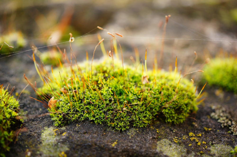 Soft Focus Patch Moss With Strings Web Rock