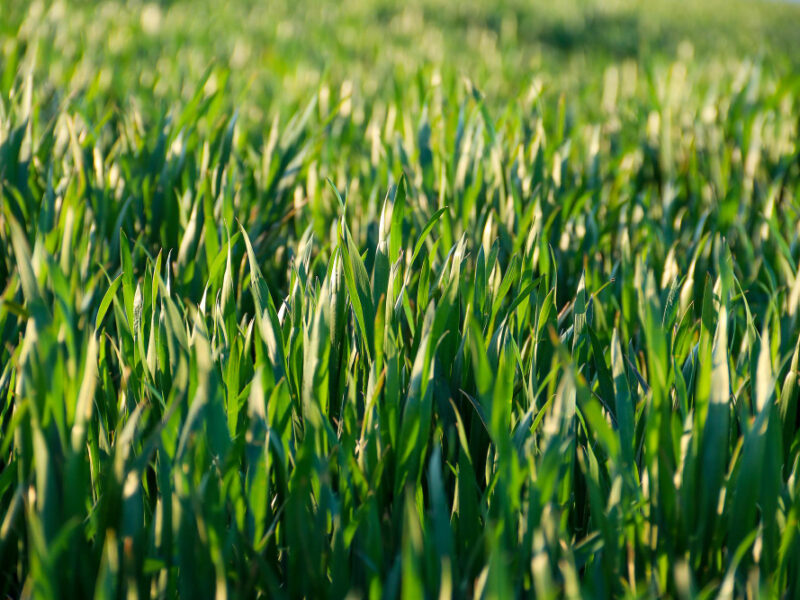 Closeup Lush Uncut Green Grass Soft Morning Light