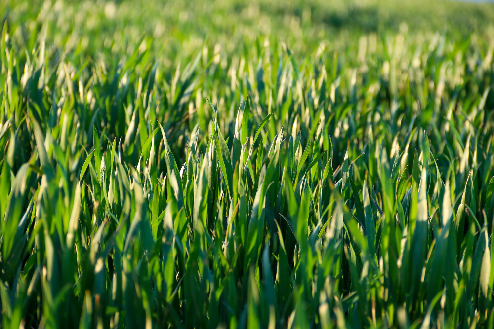 Closeup Lush Uncut Green Grass Soft Morning Light