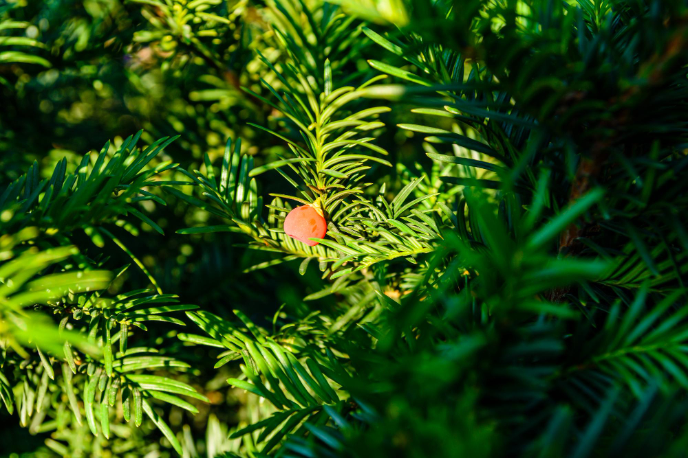 Yew Tree Taxus Baccata With Ripe Berries Summer