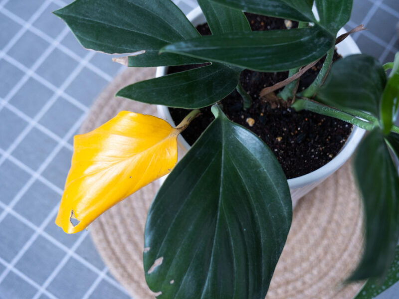 Problems Cultivation Domestic Plants Problems Cultivation Domestic Plants Philodendron Dragon Tail Leaves Affected By Spider Mite Yellow Dry Tips Overflow Plant Rotting Roots