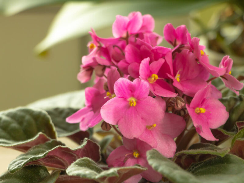 Pink African Violet Bloom Very Beautiful Flowers Close Up