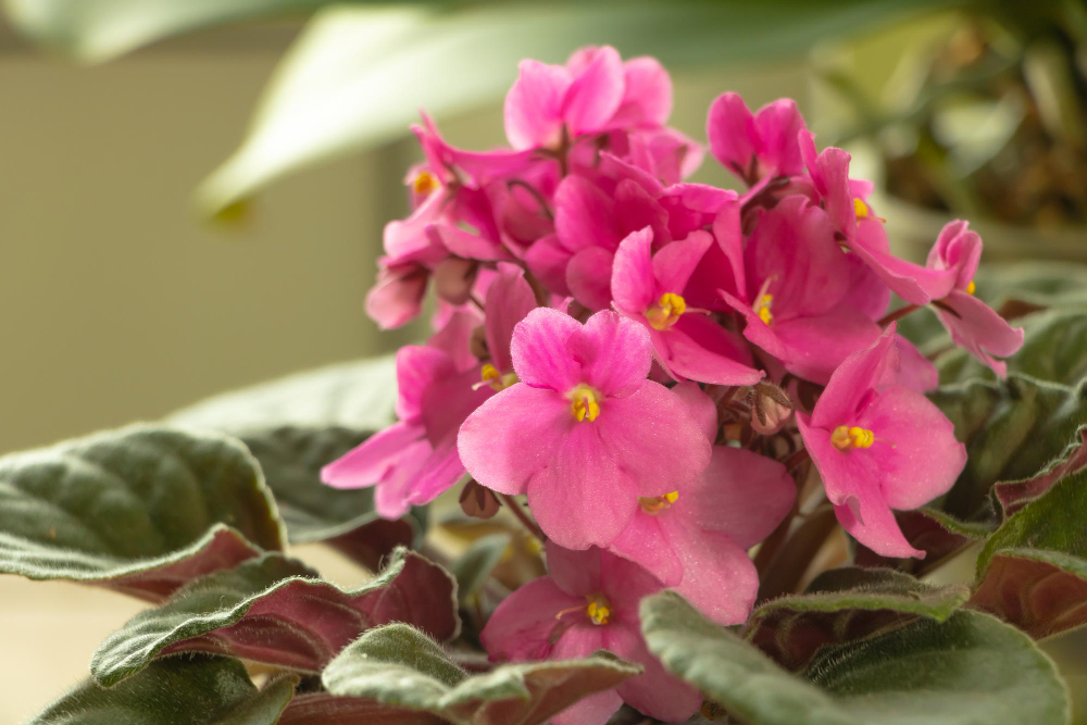 Pink African Violet Bloom Very Beautiful Flowers Close Up