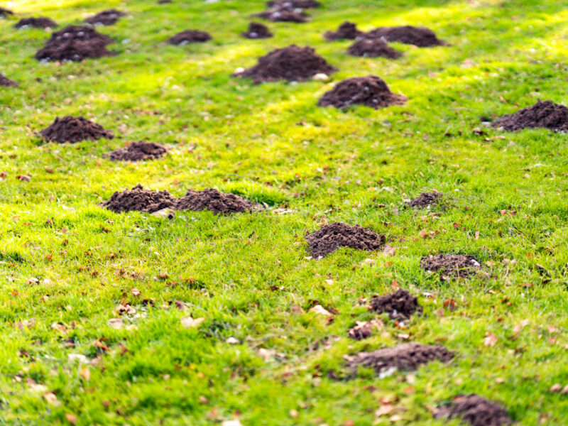 Lawn Garden With Mole Hills High Quality Photo