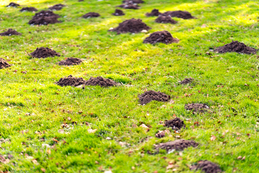 Lawn Garden With Mole Hills High Quality Photo