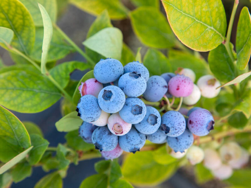 Blueberry Farm With Bunch Ripe Fruits Tree During Harvest Season Izmir Turkey Blueberry Picking History (1)