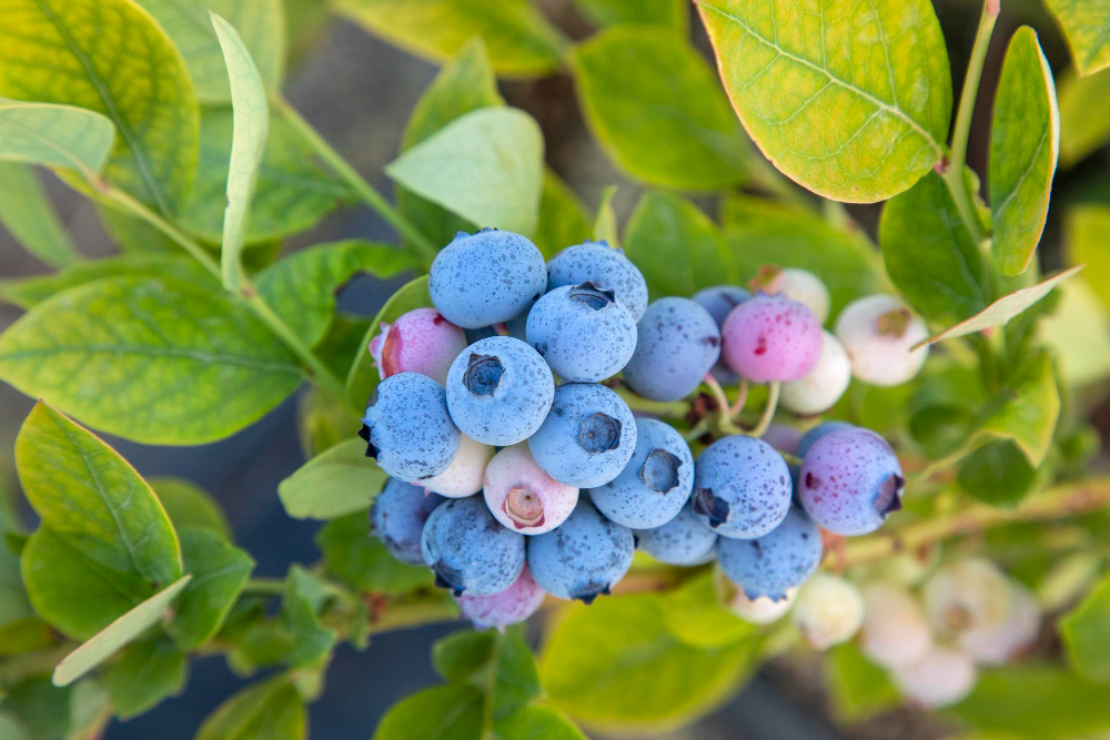Blueberry Farm With Bunch Ripe Fruits Tree During Harvest Season Izmir Turkey Blueberry Picking History (1)