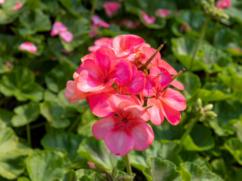 Pink Zonal Geranium Pelargonium Hortorum With Red Flowers With Green Garden Pelargonium