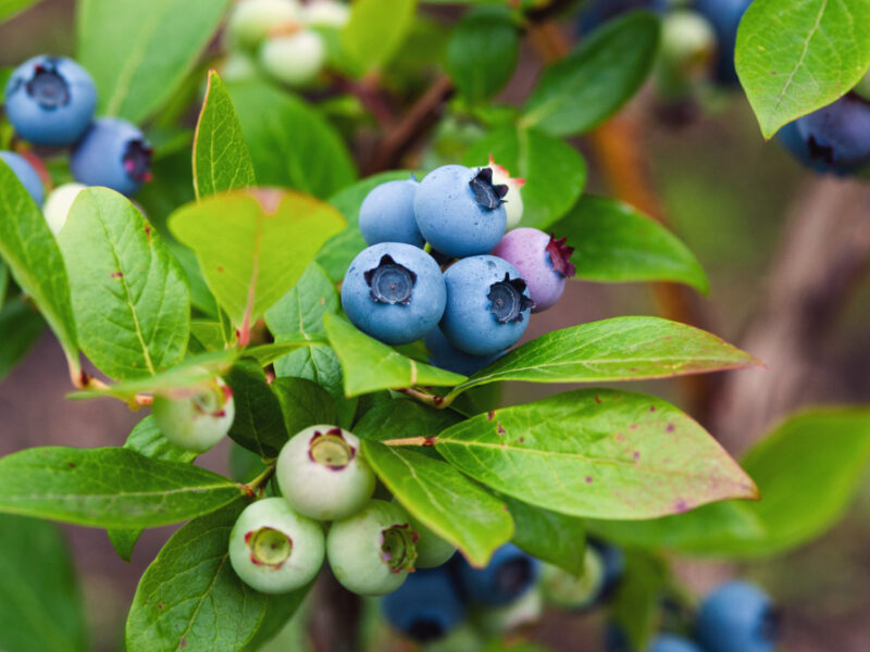 Blueberry Bush With Ripe Green Berries Growing Organic Garden