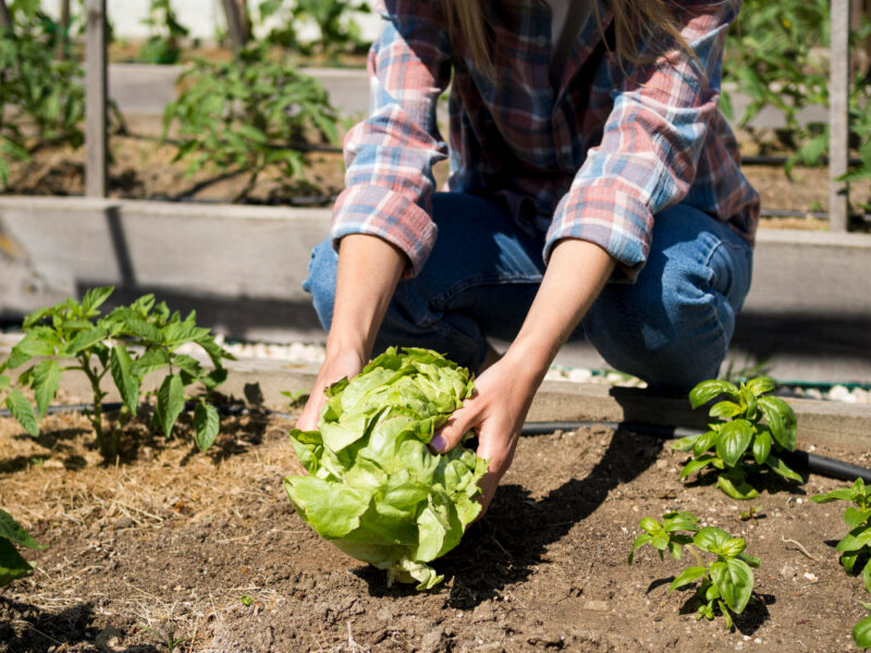 Front View Woman Taking Green Cabbage From Ground