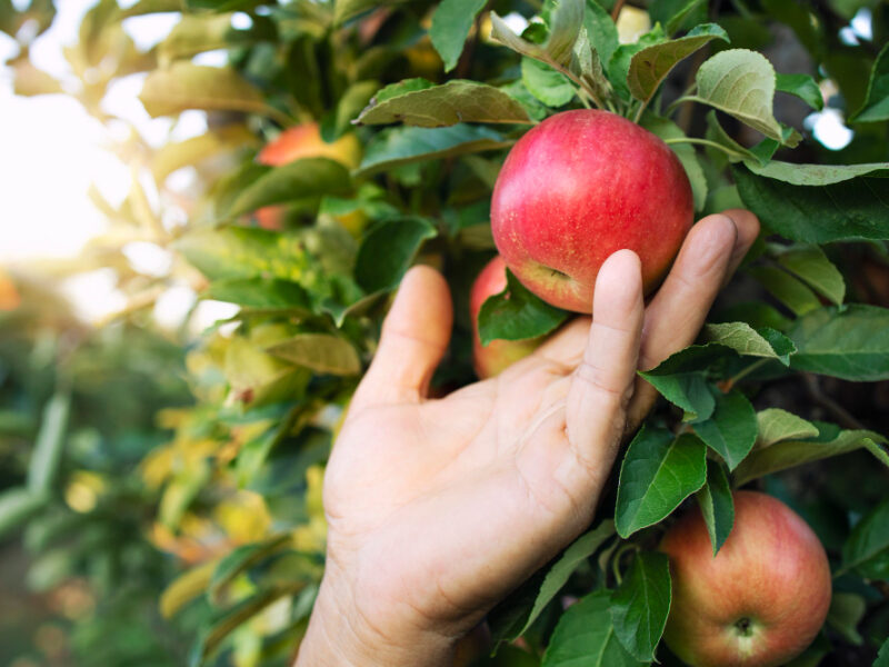 Close Up View Farmers Hand Picking Apple Fruit Orchard