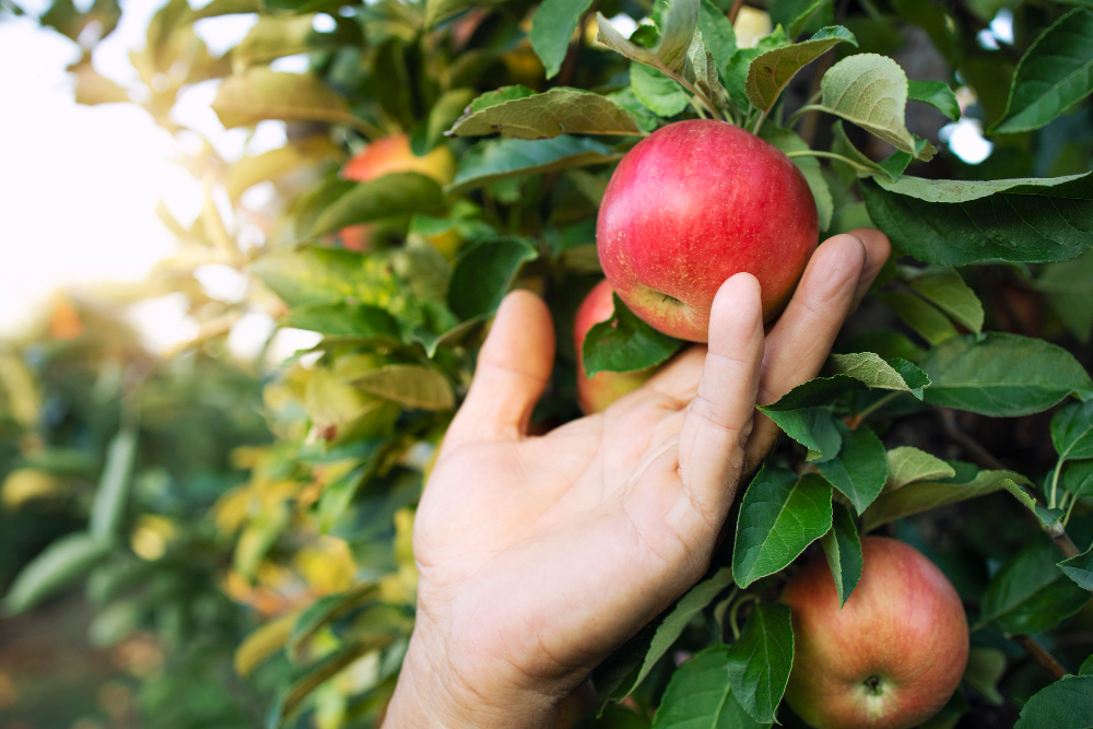 close-up-view-farmers-hand-picking-apple-fruit-orchard