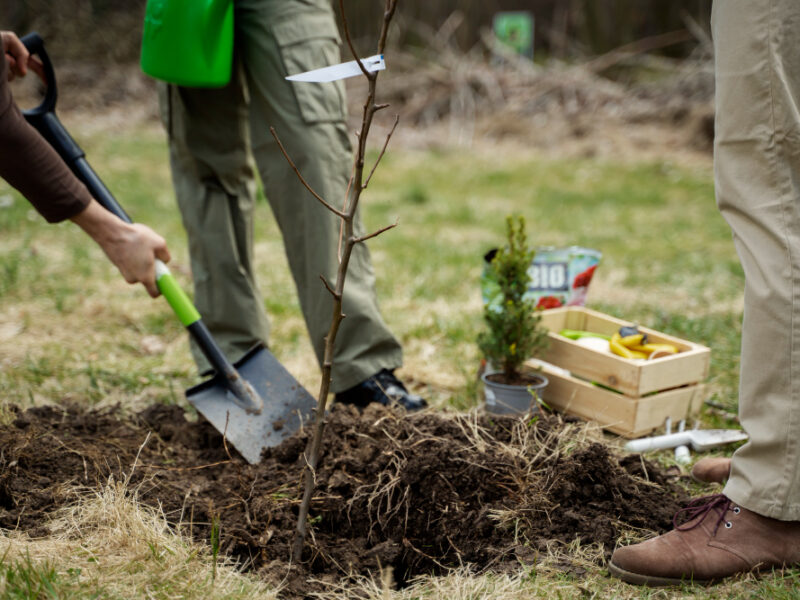 Planting Trees As Part Reforestation Process