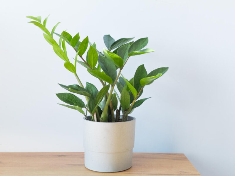 Zamioculcas Zamifolia Dollar Tree Home Plant Gray Pot Table Decor Room Conc