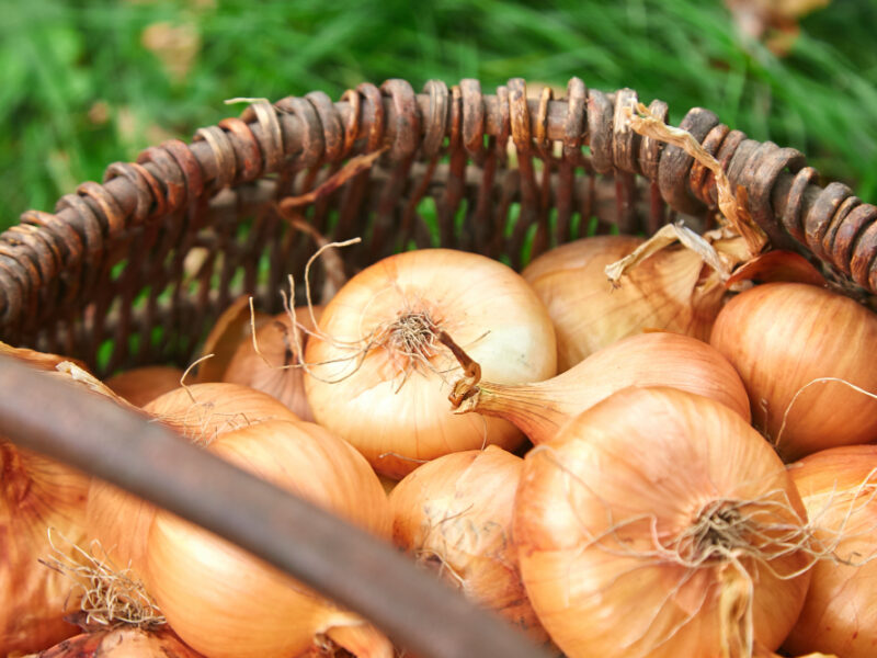 Fresh Onions Harvest Wooden Basket Grass