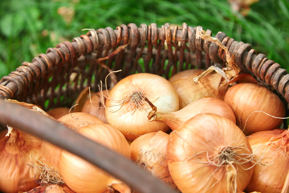Fresh Onions Harvest Wooden Basket Grass