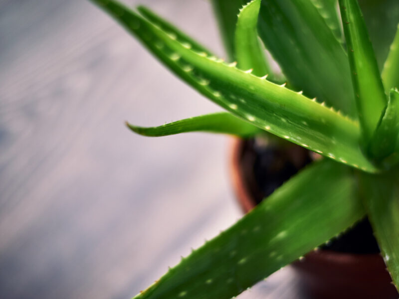 Closeup Shot Aloe Vera Plant Clay Pot Wooden Surface