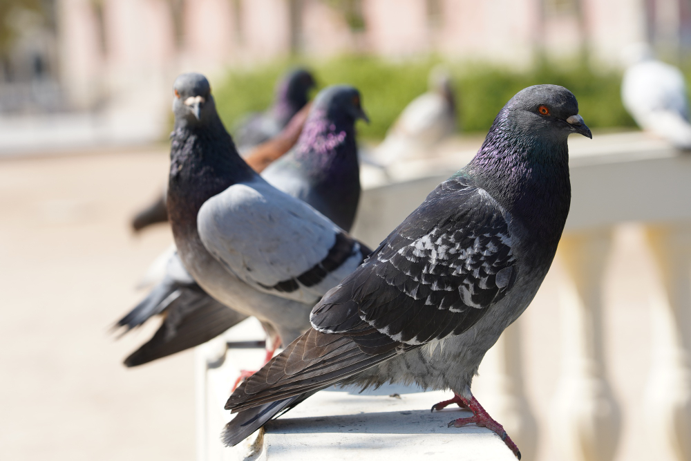 Closeup Selective Focus Shot Pigeons Park With Greenery