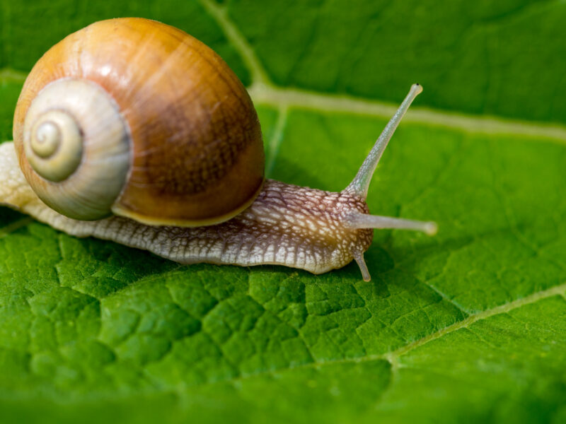 Snail Garden Green Leaf