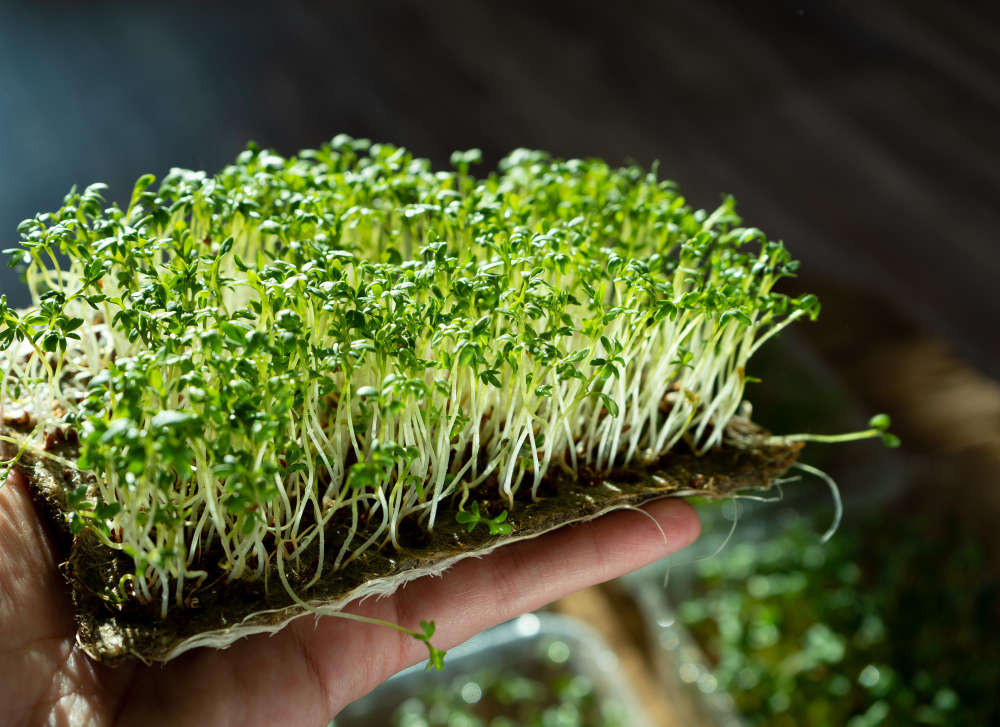 hold-microgreen-watercress-hand-germinating-seeds-linen-mats-sprouts-lettuce-other-greens-healthy-vitamin-food-grow-home-hobby-urban-gardening