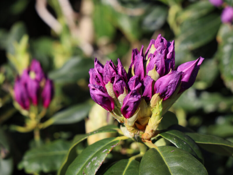 Closeup Shot Rhododendron Flowers Light