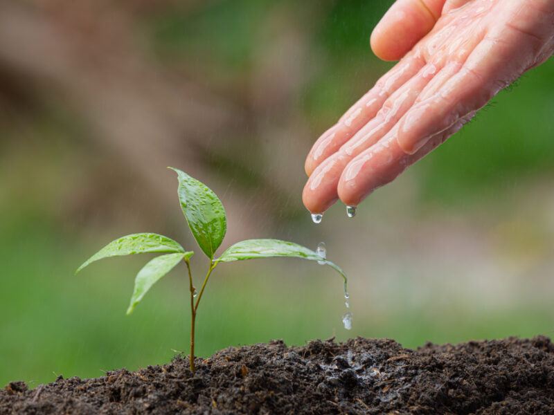 Close Up Picture Hand Watering Sapling Plant