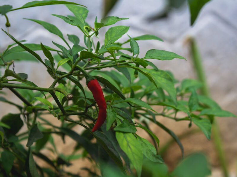 Red Chili Pepper (1)