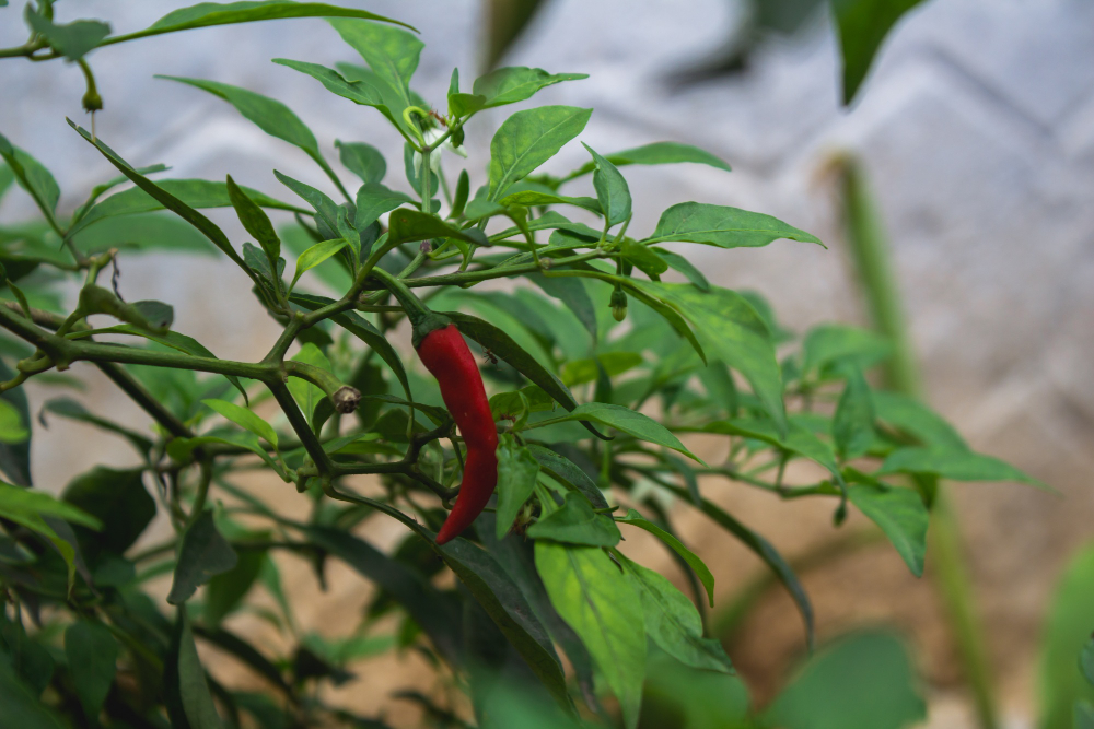 Red Chili Pepper (1)