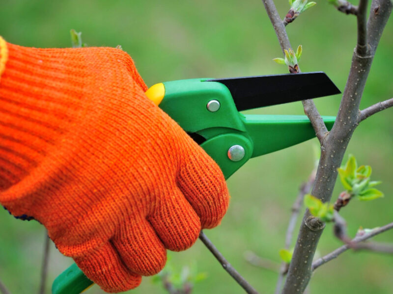 Hands With Gloves Gardener Doing Maintenance Work Pruning Tree