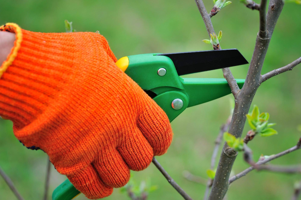 Hands With Gloves Gardener Doing Maintenance Work Pruning Tree