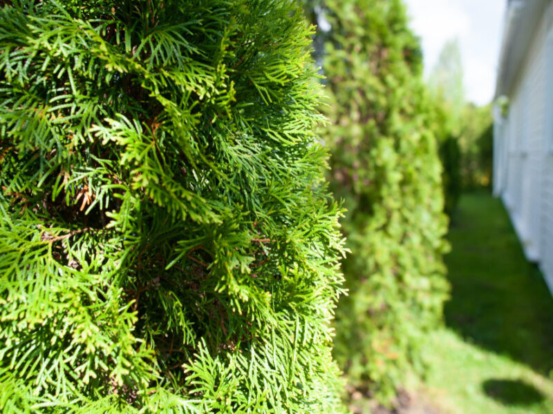 Background Thuja Plants Planted Row Front Country House