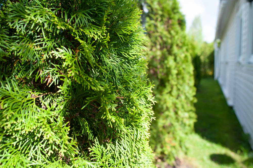 Background Thuja Plants Planted Row Front Country House