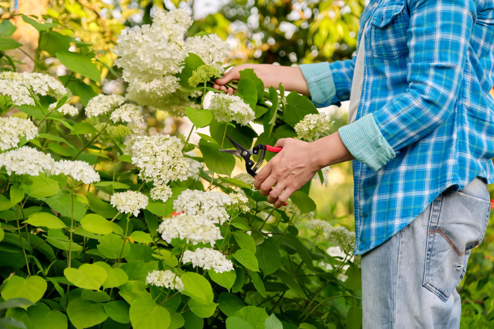 Woman Gardener With Garden Shears Cutting Bouquet White Hydrangea Flowers