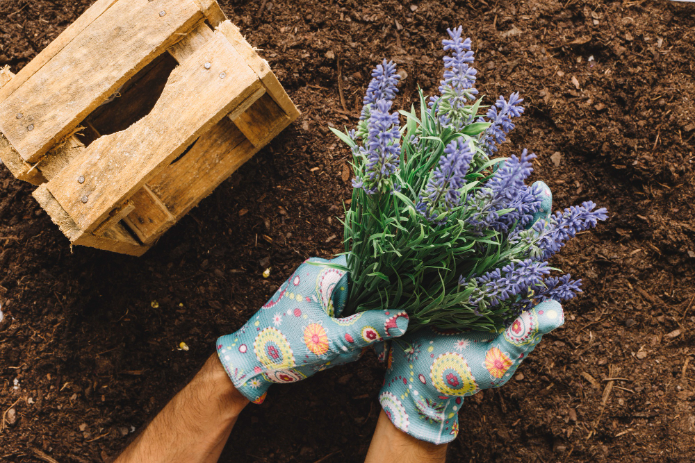 Gardening Concept With Hands Planting Flower