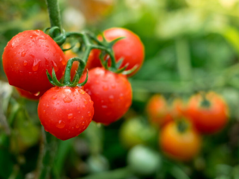 Red Tomatoes Organic Garden
