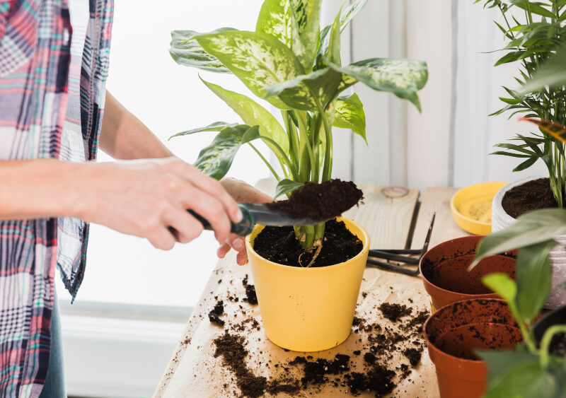 Gardening Concept With Female Hands