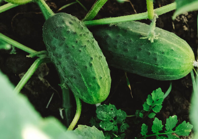 Fresh Green Cucumbers Growing Garden Bed Farmer S Garden