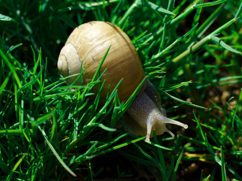 Snail Green Grass Type Large Edible Land Snail That Breathes Air