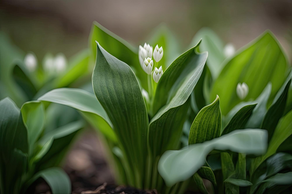 Close Up Tender Springtime Leaves Wild Garlic Wild Garlic Also Called Ramsons Buckrams