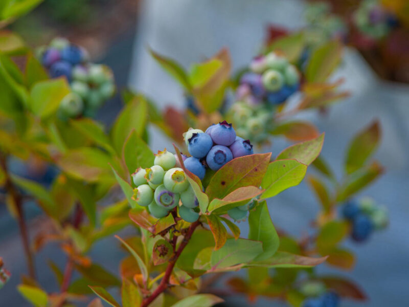 Selective Focus Ripe Unripe Blueberries Branches Against Blurred Background