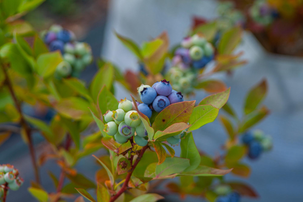 Selective Focus Ripe Unripe Blueberries Branches Against Blurred Background