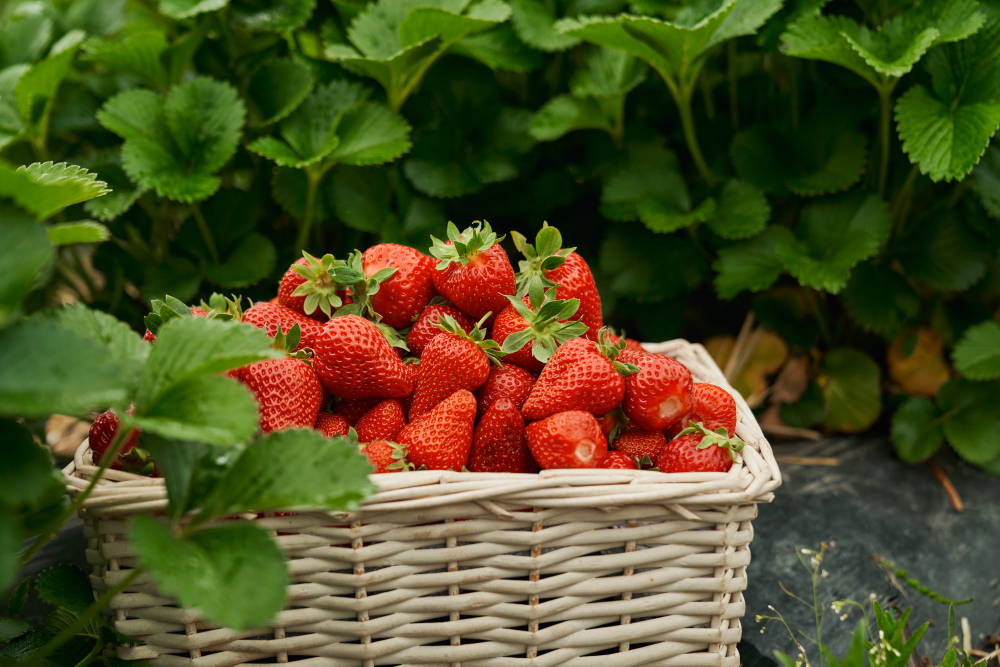 Wicker Basket With Delicious Juicy Red Strawberry