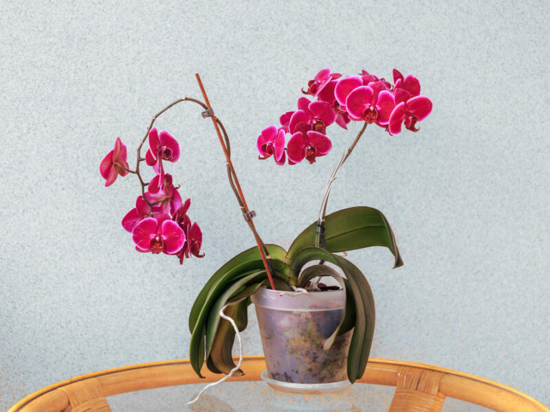 Phalaenopsis Orchids Interior Houseplants Hobbies Flower Growing Lifestyle