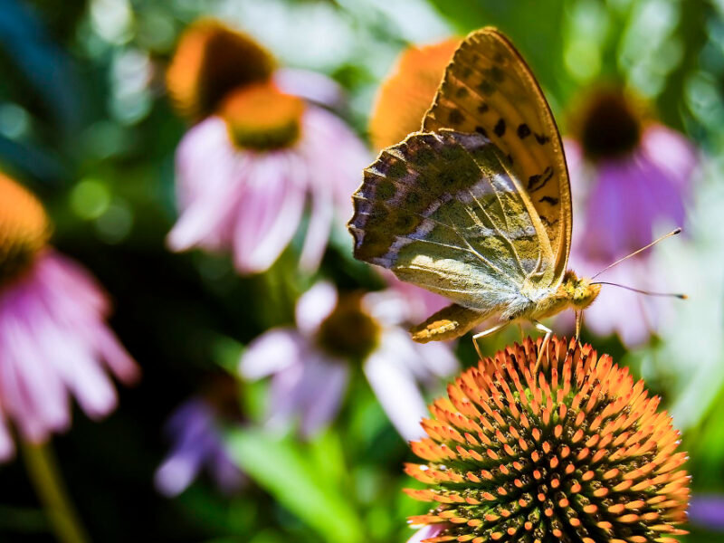 Butterfly Echinacea Flower